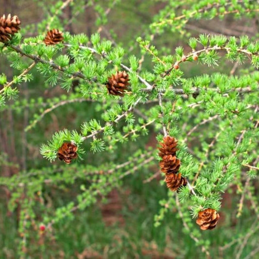 Larch Tree Seeds