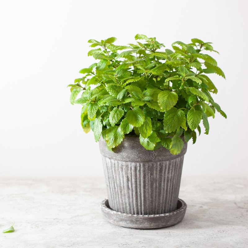 Lemon Balm Herb Seeds