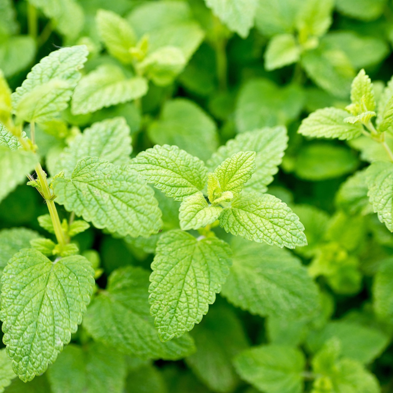 Lemon Balm Herb Seeds