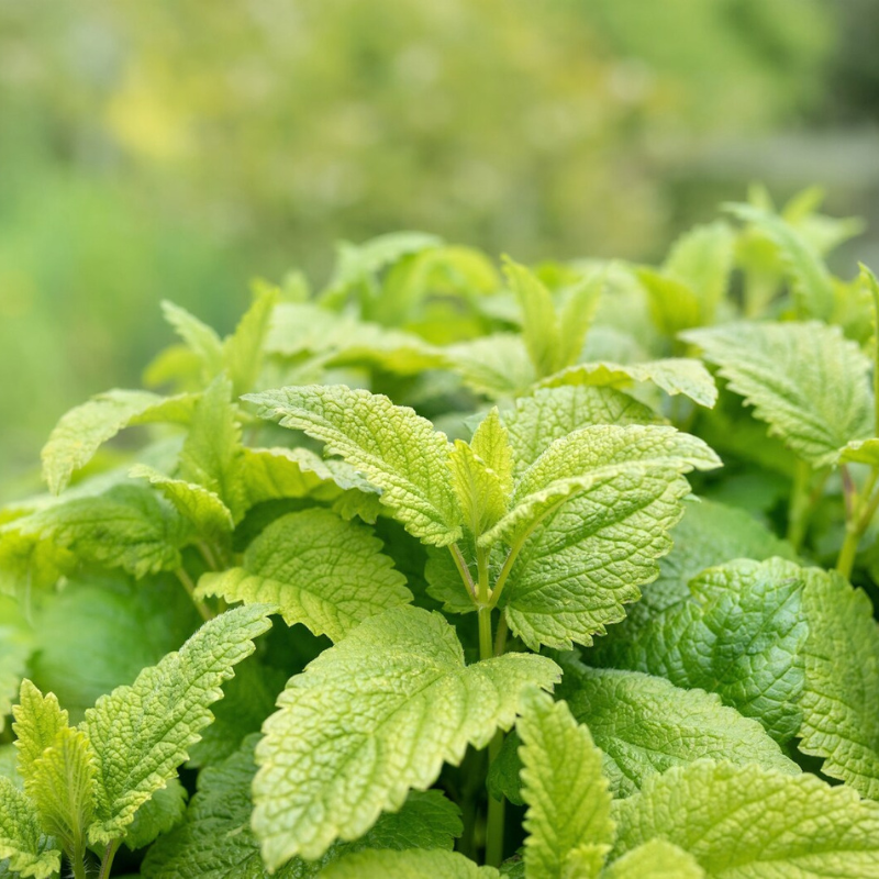 Lemon Balm Herb Seeds