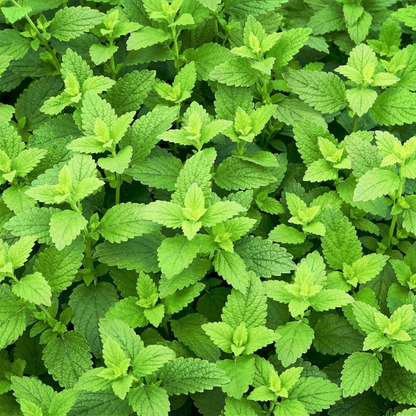 Lemon Balm Herb Seeds