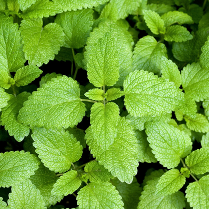 Lemon Balm Herb Seeds