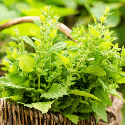 Lemon Balm Herb Seeds