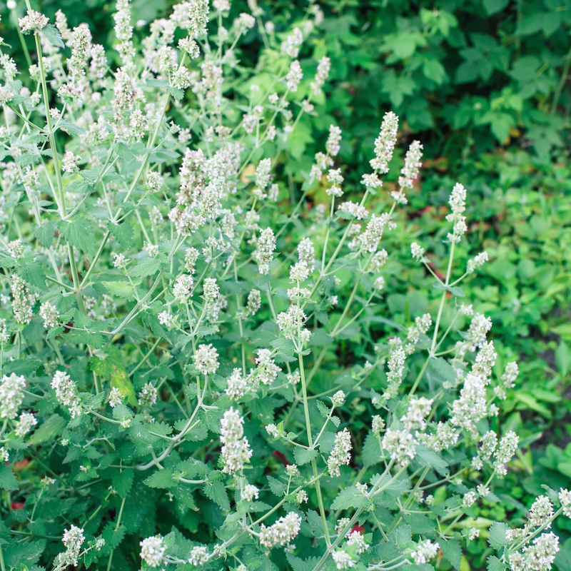 Lemon Balm Herb Seeds