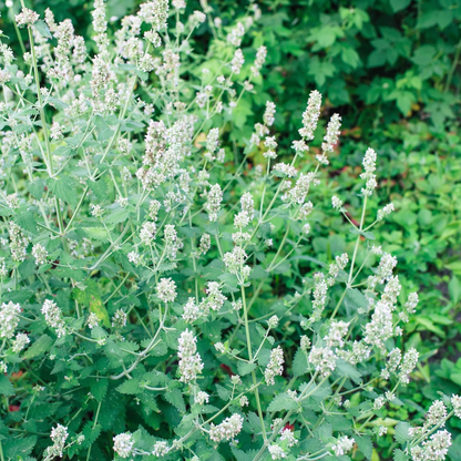 Lemon Balm Herb Seeds