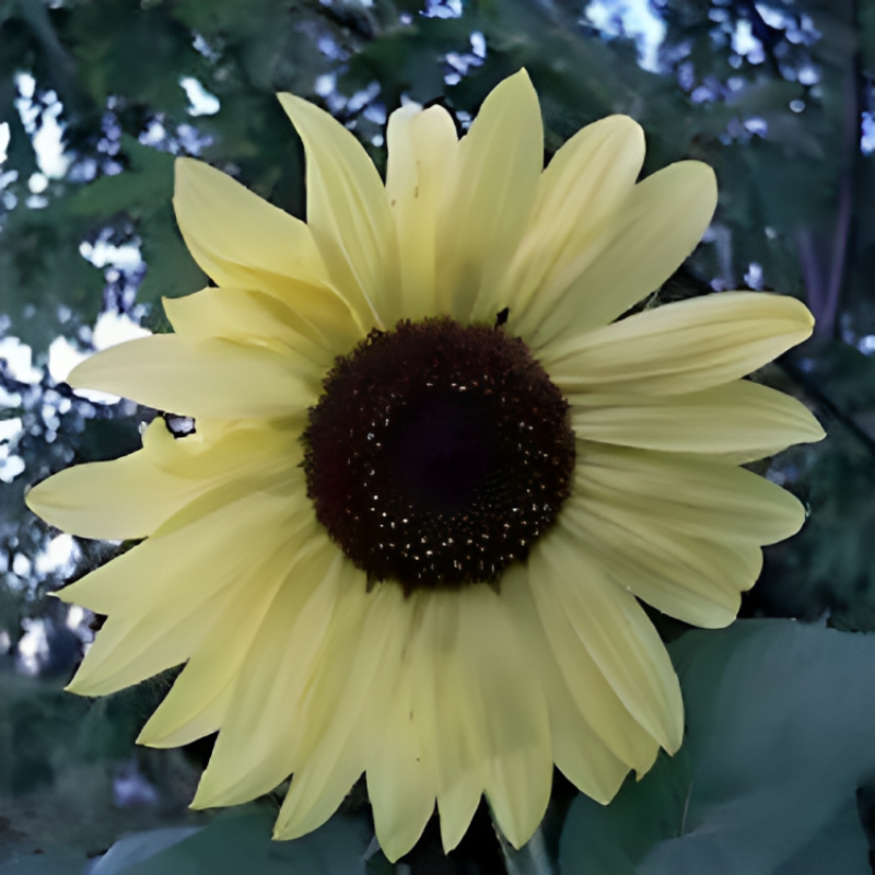 Lemon Queen Sunflower Seeds