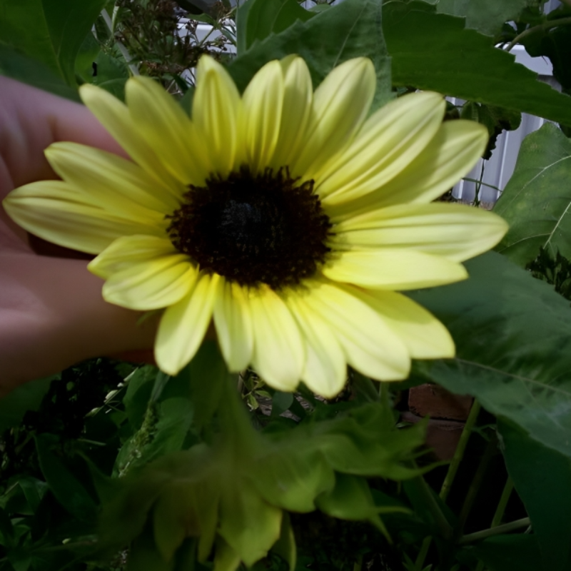 Lemon Queen Sunflower Seeds