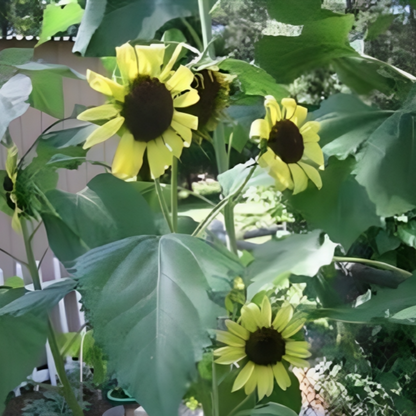 Lemon Queen Sunflower Seeds