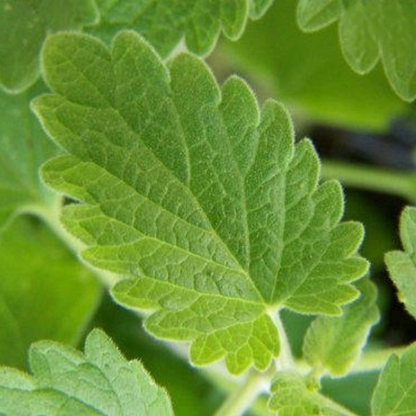 Lemony Catnip Herb Seeds