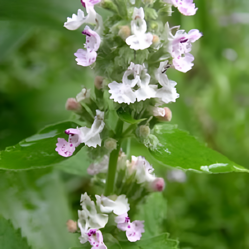 Lemony Catnip Herb Seeds