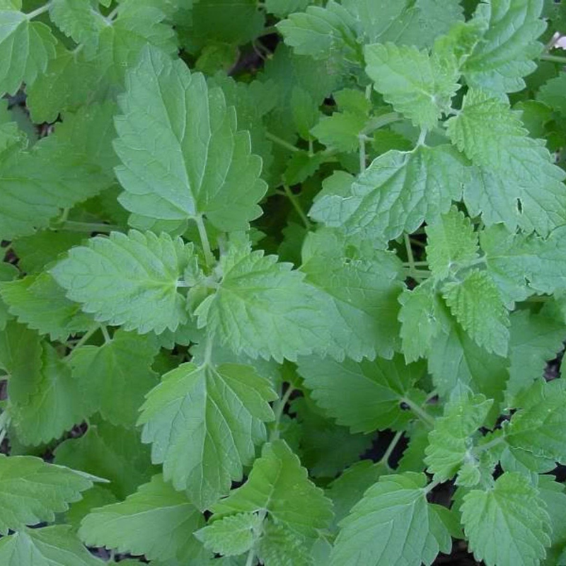 Lemony Catnip Herb Seeds