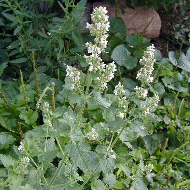 Lemony Catnip Herb Seeds