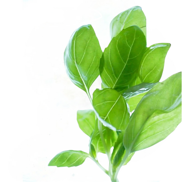 Licorice Basil Herb Flower Seeds