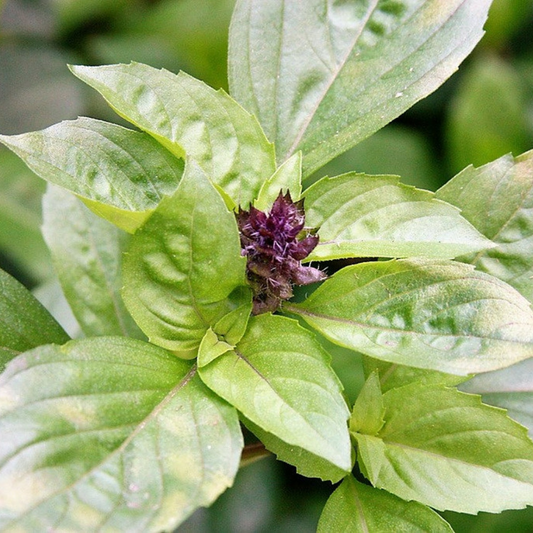 Licorice Basil Herb Flower Seeds