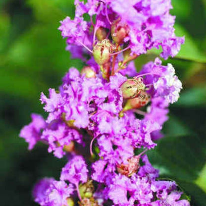 Crepe Myrtle Plant Seeds