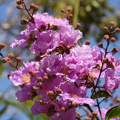 Crepe Myrtle Plant Seeds