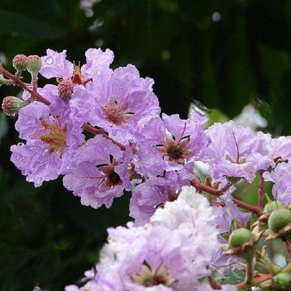 Crepe Myrtle Plant Seeds