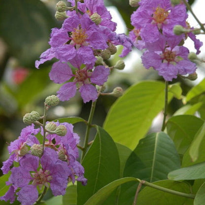 Crepe Myrtle Plant Seeds