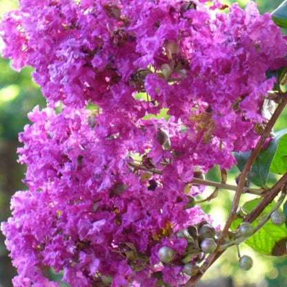 Crepe Myrtle Plant Seeds