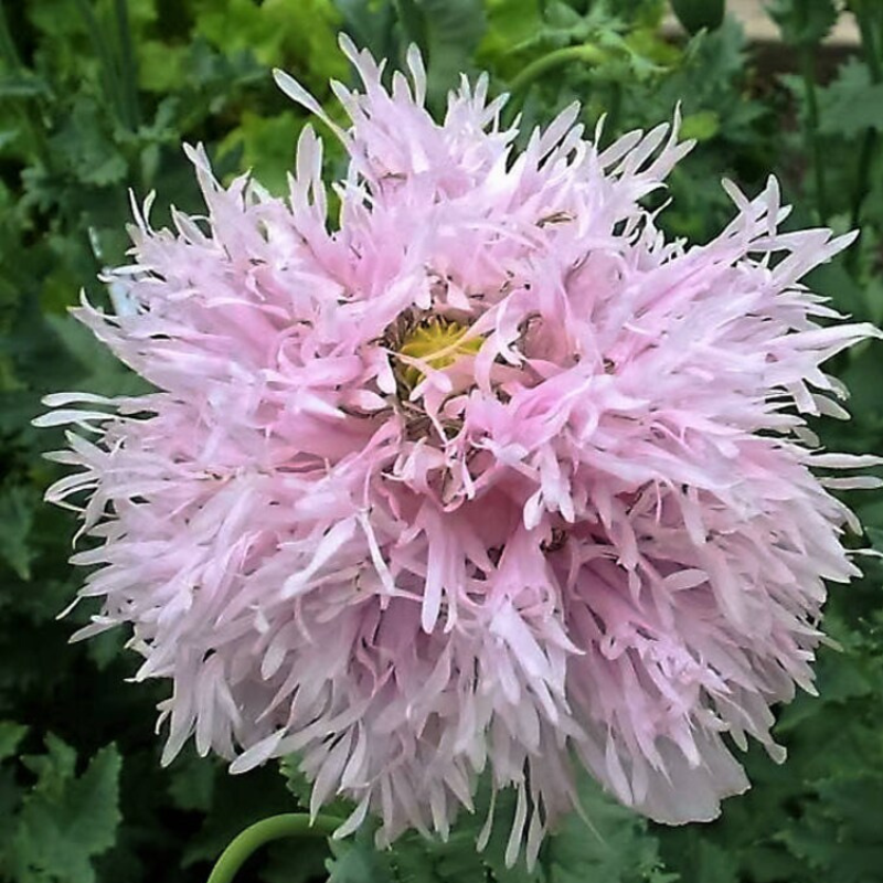 Lilac Poppy Flower Seeds