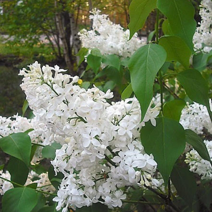 Hummingbird Tree Seeds