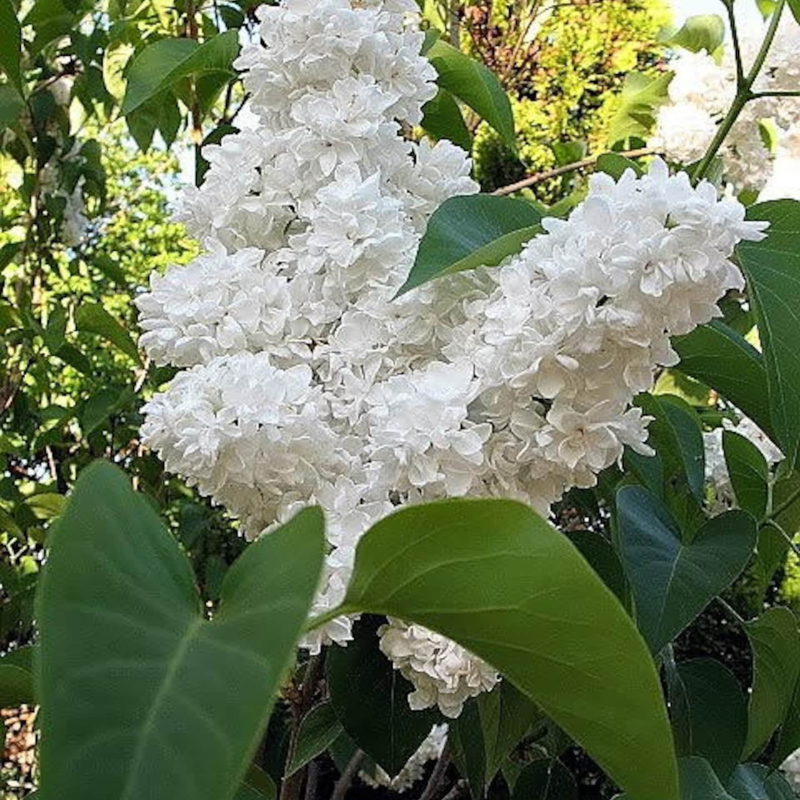 Hummingbird Tree Seeds