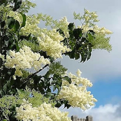 Hummingbird Tree Seeds