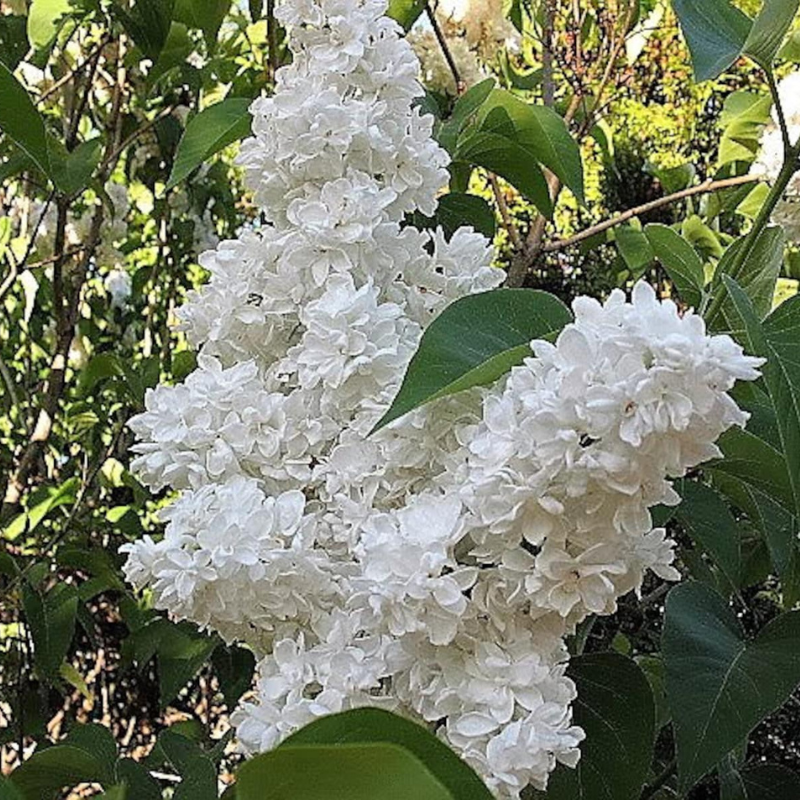 Hummingbird Tree Seeds