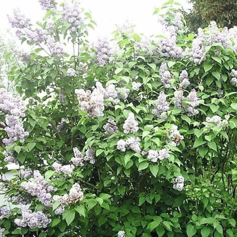 Hummingbird Tree Seeds