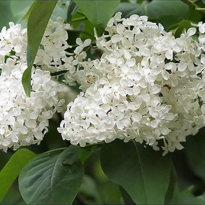 Hummingbird Tree Seeds