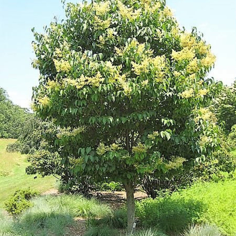 Hummingbird Tree Seeds