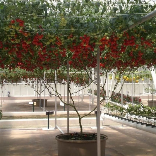 Lycopersicon Lycopersicum Tomato Bulk Seeds