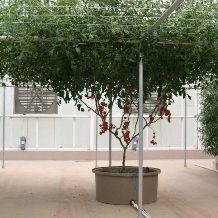 Tomato Tree Seeds