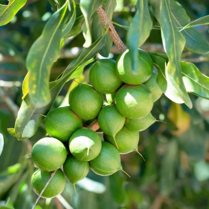 Macadamia Nut Tree Seeds