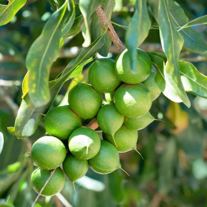 Macadamia Nut Tree Seeds