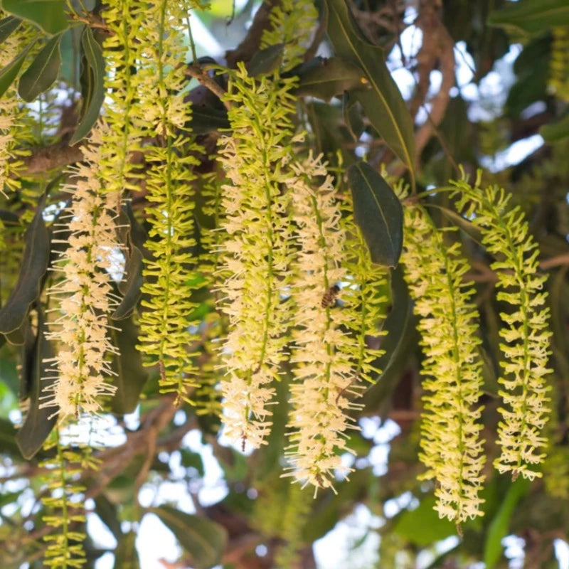 Macadamia Nut Tree Seeds