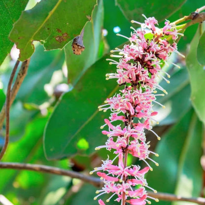 Macadamia Nut Tree Seeds