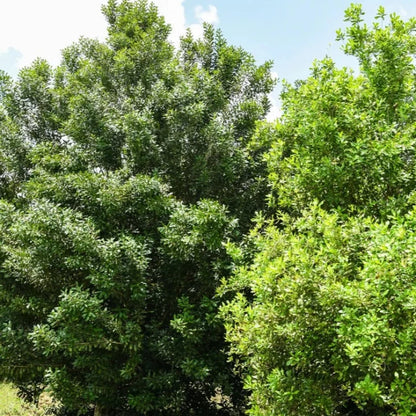 Macadamia Nut Tree Seeds