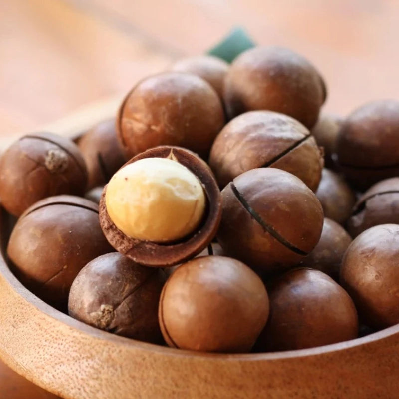 Macadamia Nut Tree Seeds