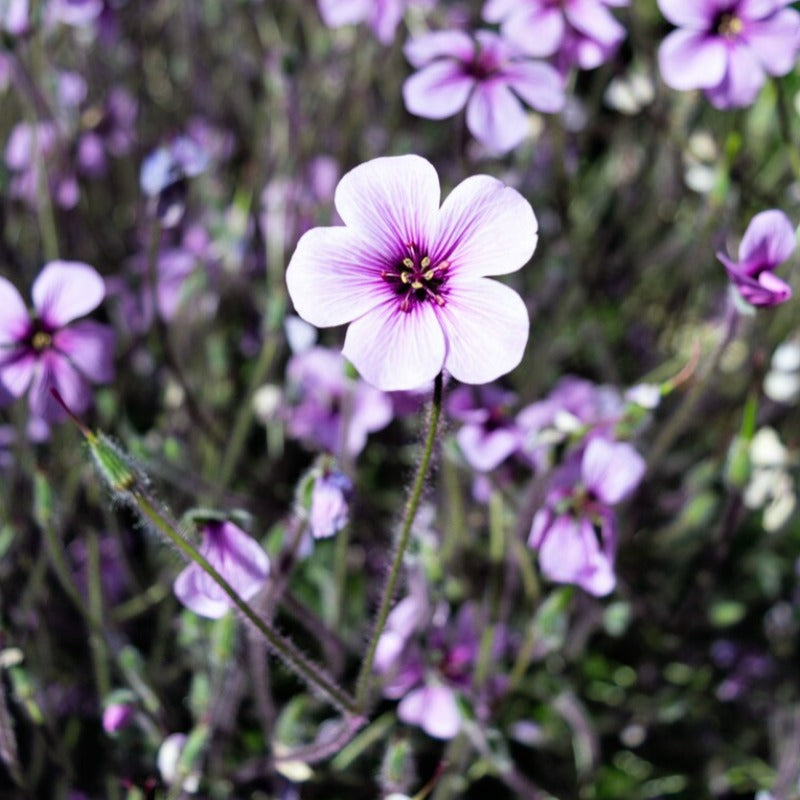 Madeira Geranium Seeds