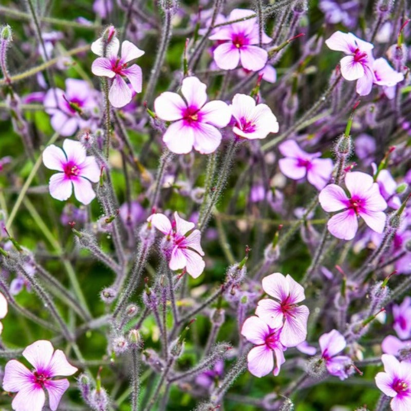 Madeira Geranium Seeds