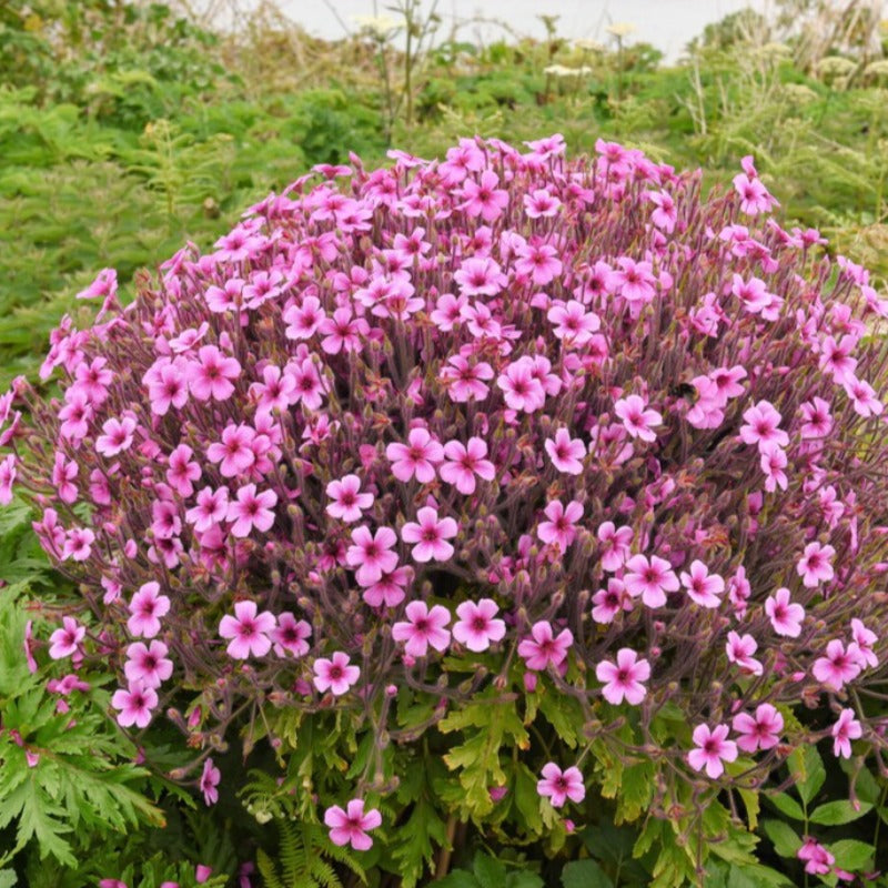 Madeira Geranium Seeds