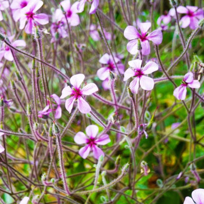 Madeira Geranium Seeds