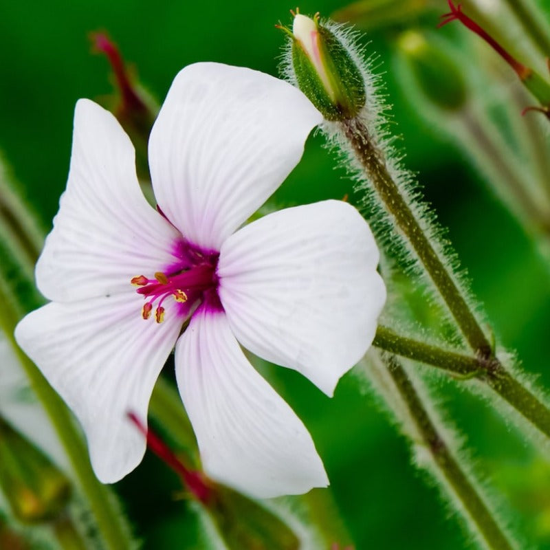 Madeira Geranium Seeds