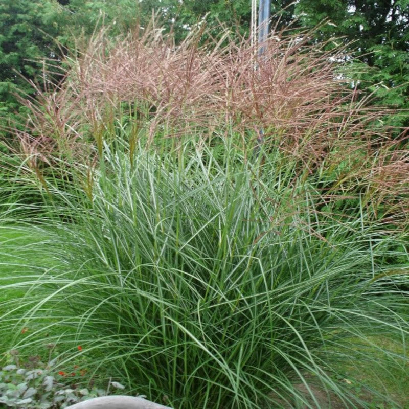 Maiden Grass Seeds