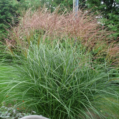 Maiden Grass Seeds