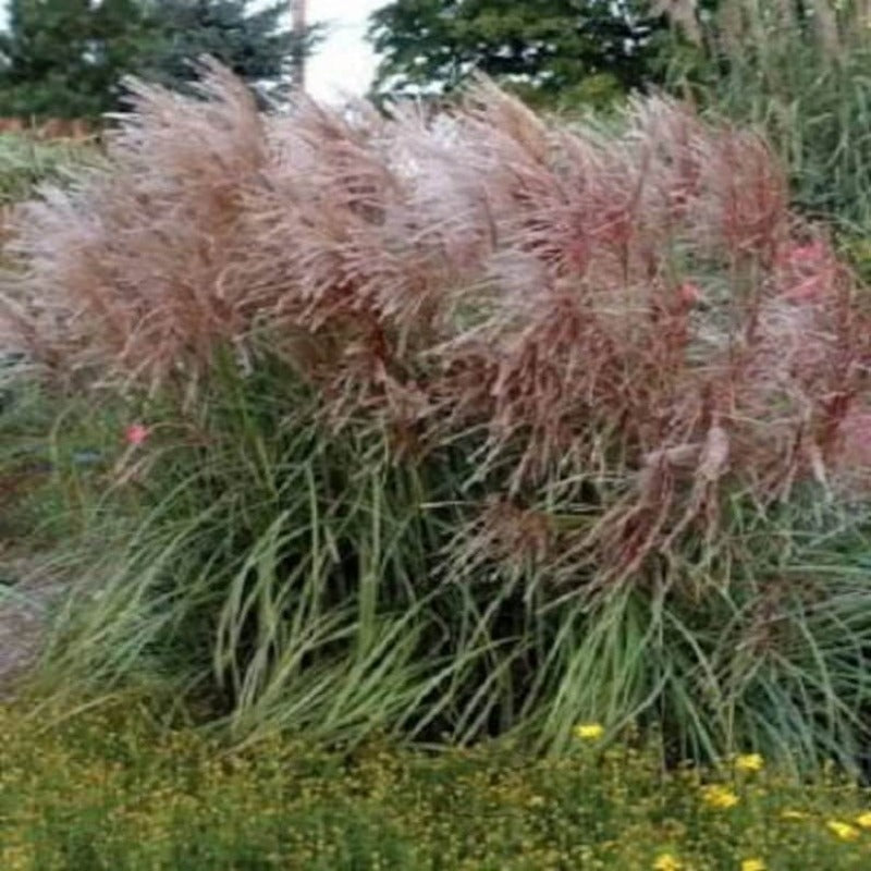 Maiden Grass Seeds