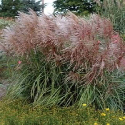 Maiden Grass Seeds