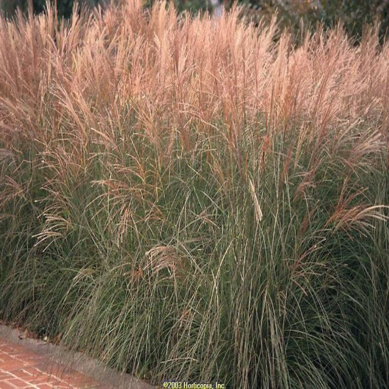 Maiden Grass Seeds