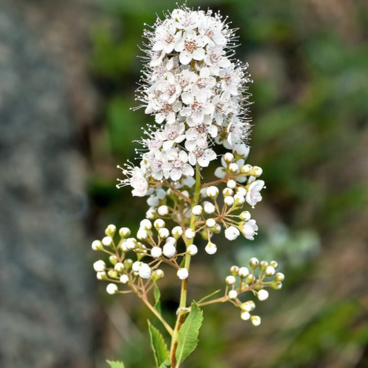 Meadowsweet Tree Seeds